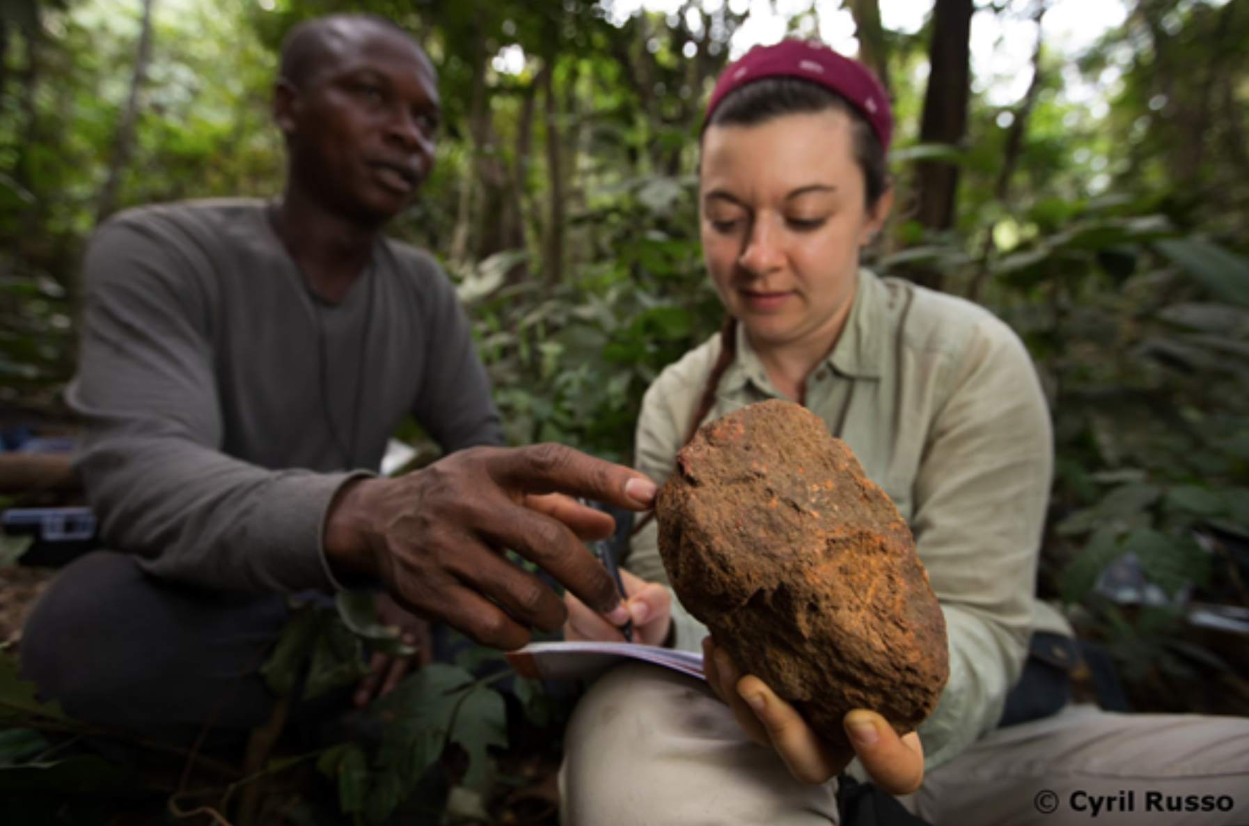 Studying chimpanzee stone tools in guinea west africa studying chimpanzee stone tools in guinea west africa